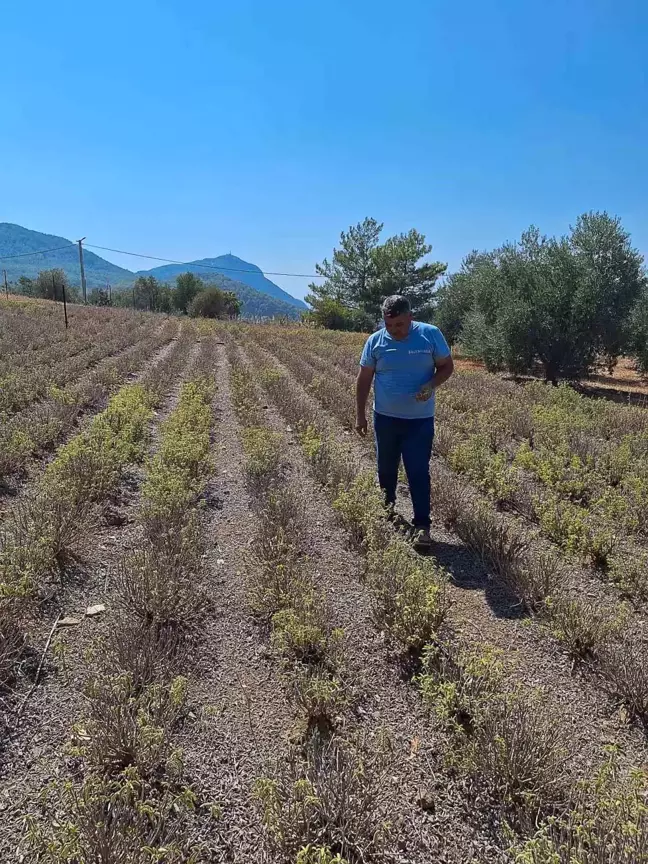 Ortaca İlçe Tarım ve Orman Müdürlüğü Zerdeçal Üretimini Artırmak İçin Önemli Bir Proje Başlattı