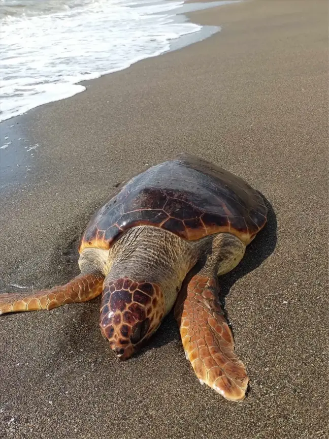 Hatay'ın Samandağ ilçesinde sahile vurmuş ölü caretta caretta bulundu