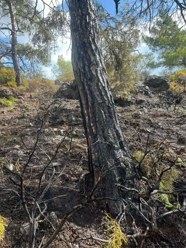 Muğla'da yıldırım düşmesi sonucu çıkan orman yangını kontrol altına alındı