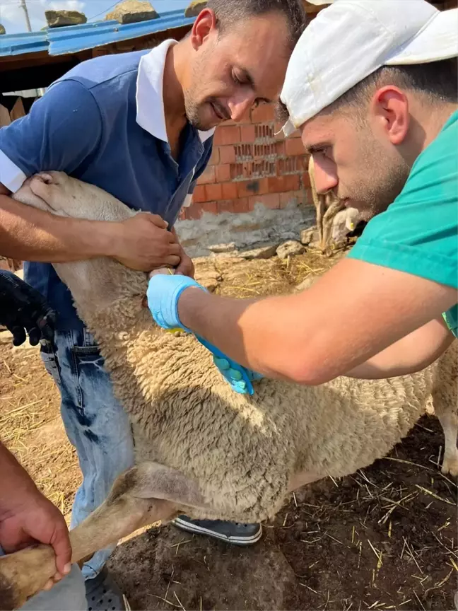 Gelibolu'da Küçükbaş Hayvan Aşılama ve Küpeleme Çalışmaları Devam Ediyor