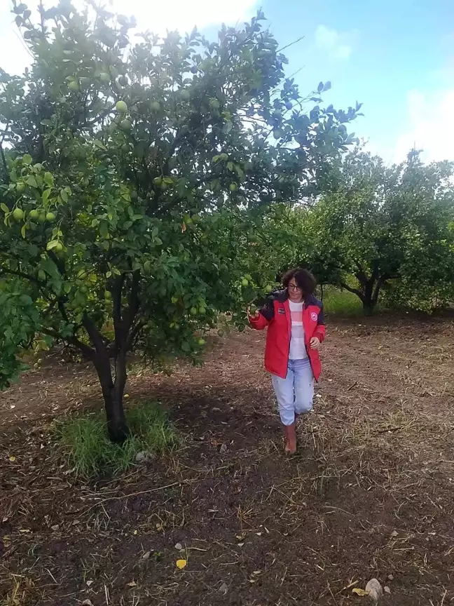 Ortaca'da Tarım Ekipleri Zararlılara Karşı Sıkı Önlemler Alıyor