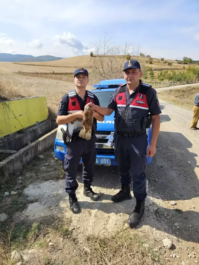 Yaralı Şahin Tedavi Altına Alındı