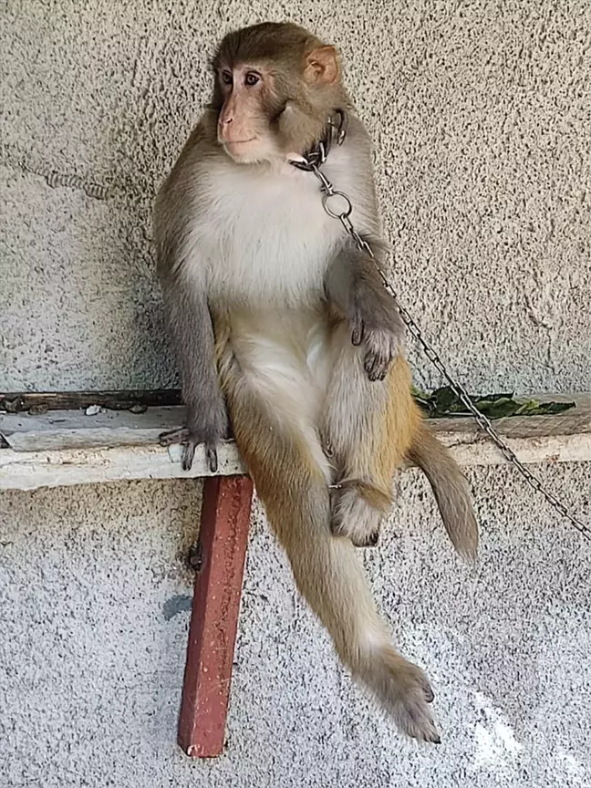 Adana'da Isıran Maymun Doğa Koruma Yetkililerine Teslim Edildi