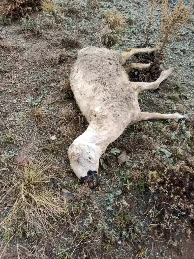 Bayburt'ta Kurt Saldırısı: 19 Koyun Telef Oldu