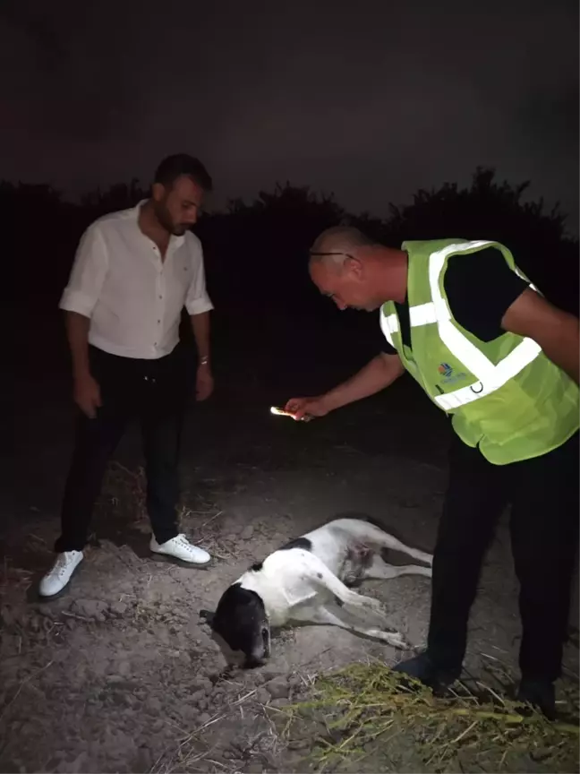 Hatay'da Mandalina Bahçesinde 11 Köpek Ölü Bulundu