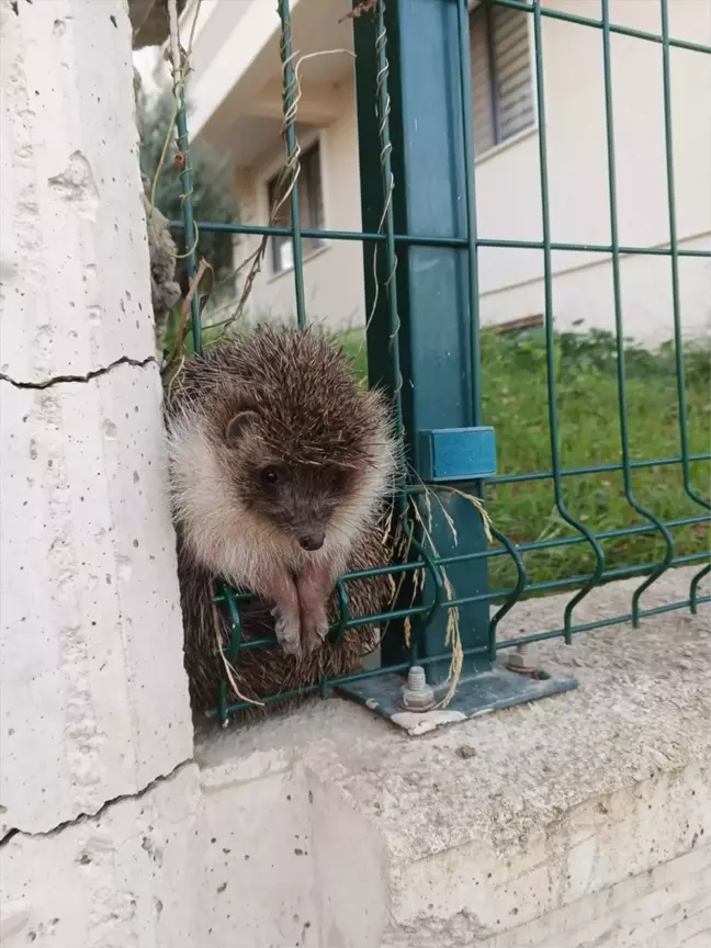 Yalova'da İtfaiye, Kirpiyi Ve Kediyi Kurtardı