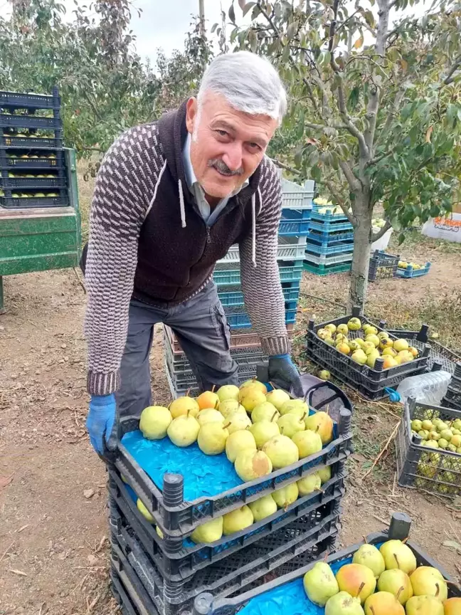 Çorum'da Deveci Armudu Hasadı Başladı