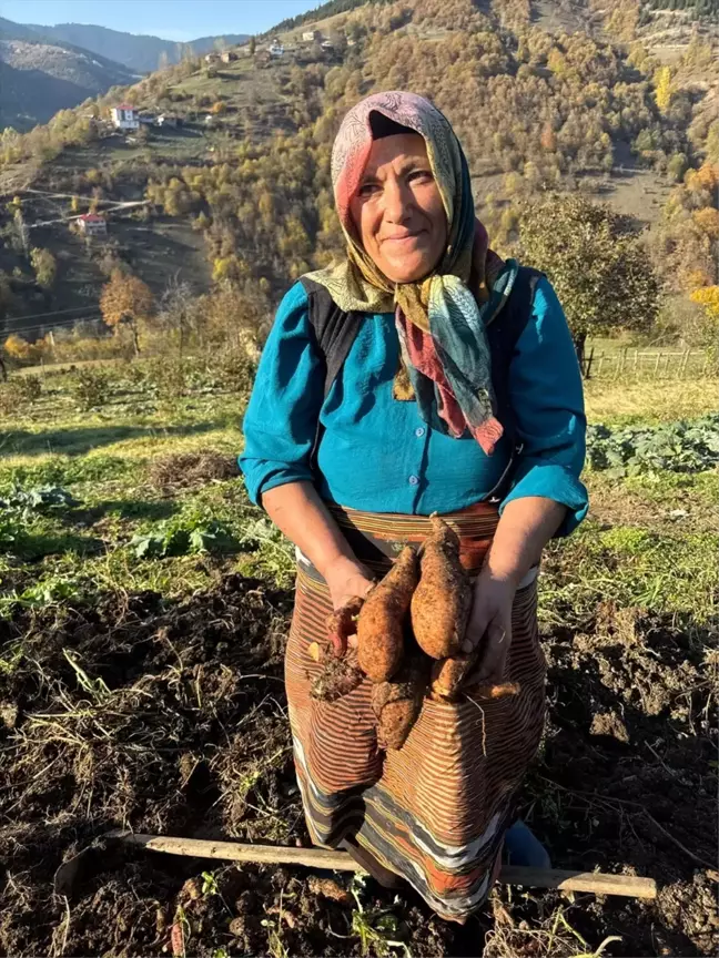 Giresun'da Tatlı Patates Üretimi Yaygınlaştırılıyor