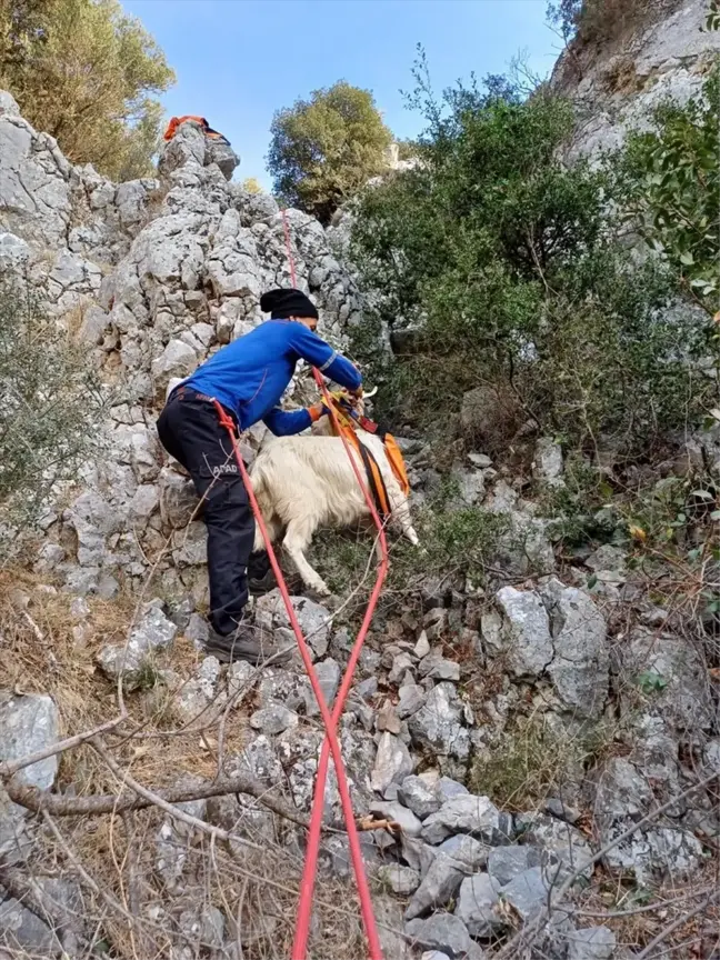 Bornova'da Mahsur Kalan Keçi AFAD Ekiplerince Kurtarıldı