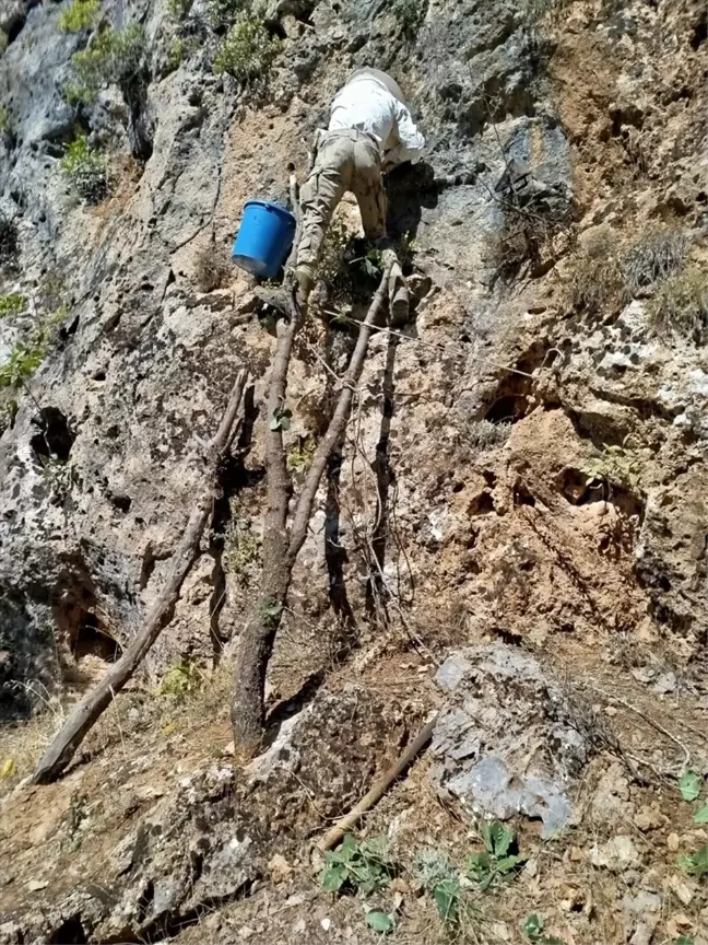 Hakkari'de Arıcılar Zorlu Yüksekliklerden Kaya Balı Topladı