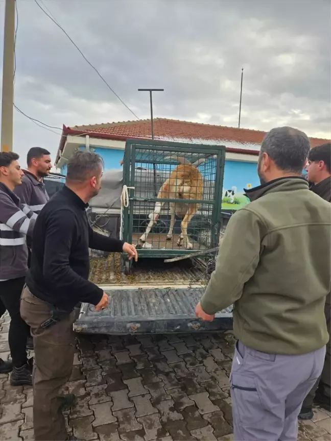 Aksaray'da Yaban Koyunu Kurtarıldı