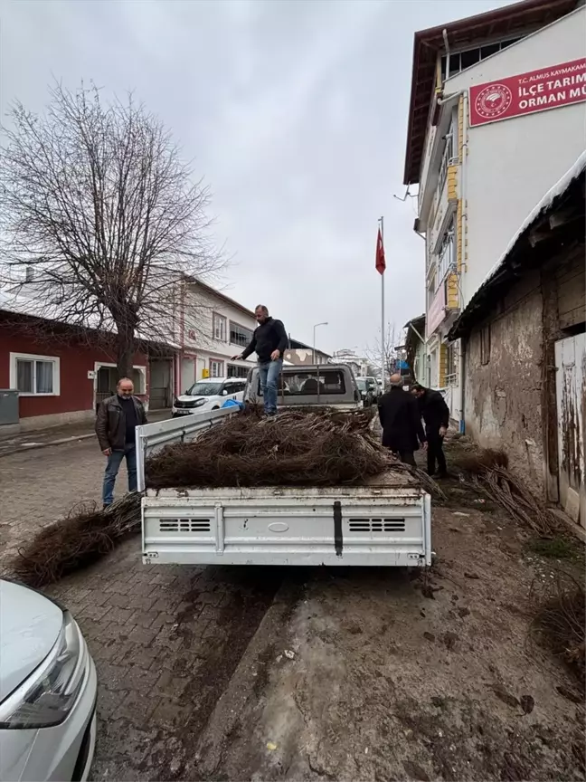 Almus'ta 1070 Ceviz Fidanı Üreticilere Dağıtıldı