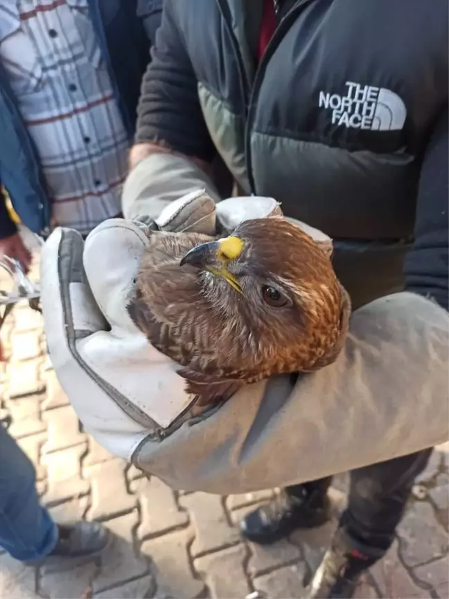 İzmir'de Sıkışan Şahin Kurtarıldı