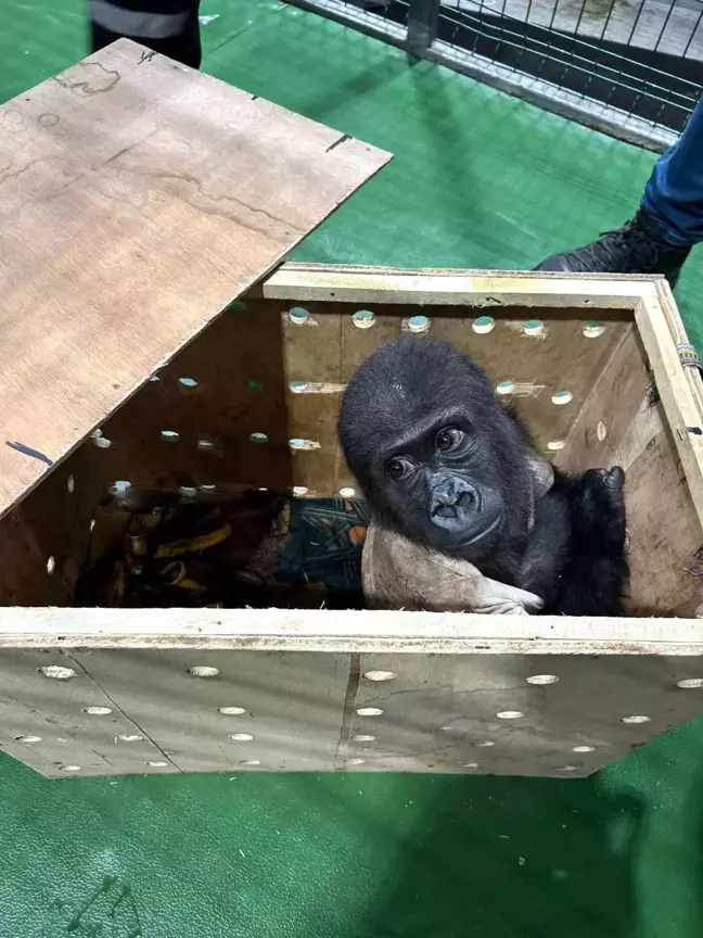 İstanbul Havalimanı'nda Nesli Tükenmekte Olan Gorilla Gorilla Türü Maymun Ele Geçirildi