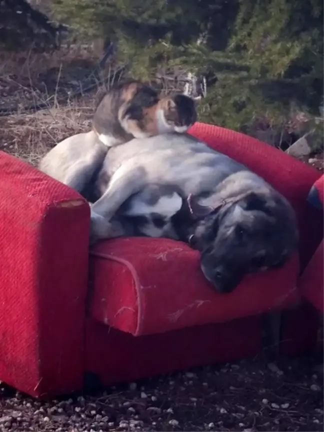 Elazığ'da Üşüyen Kedi, Köpeğin Üzerinde Uyudu