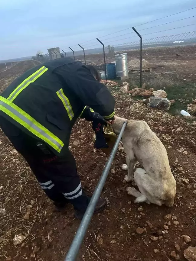 Başını Teneke Kutusuna Sıkıştıran Köpek Kurtarıldı