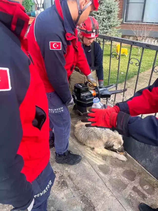 Demir Parmaklıkta Sıkışan Köpeği İtfaiye Kurtardı