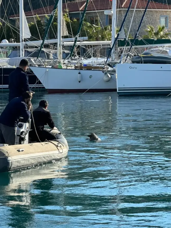 Datça'da Yaralı Caretta Caretta Kurtarıldı