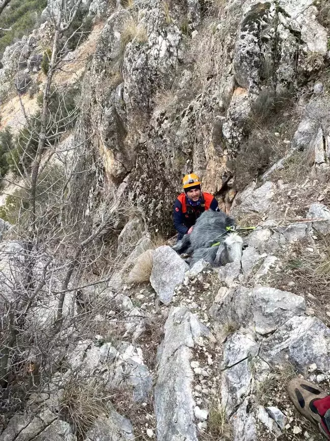 Burdur'da Mahsur Kalan Keçi AFAD Ekipleri Tarafından Kurtarıldı