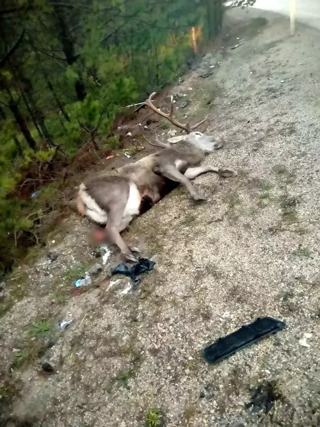 Bolu'da Minibüs Geyiğe Çarptı, Geyik Telef Oldu