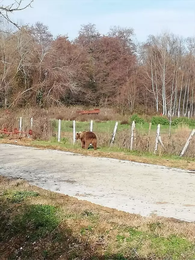 Kaçan Bozayı 8 Gün Sonra Bulundu