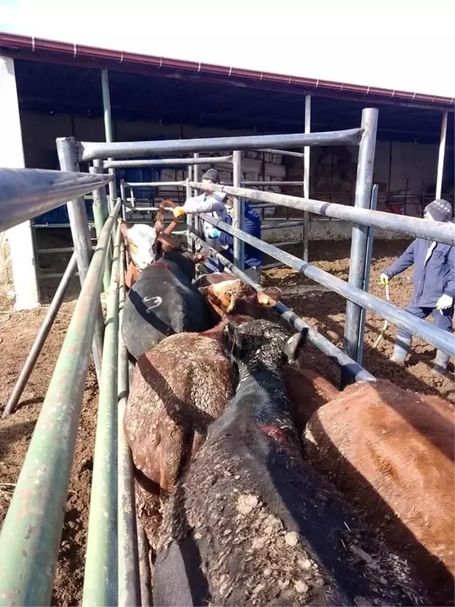 Afyonkarahisar'da İthal Besilik Büyükbaş Hayvanların Tespiti İçin Çalışma Başlatıldı