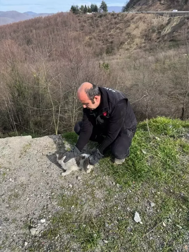 Düzce'de Tırın Dorsesine Sıkışan Kedi Kurtarıldı