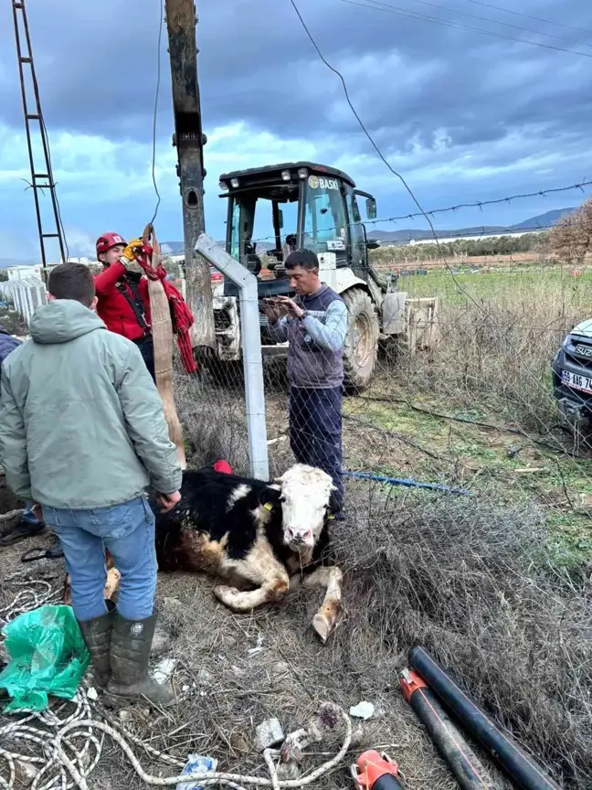 Balıkesir'de İneğin Su Kuyu Kaçışı Kurtarıldı