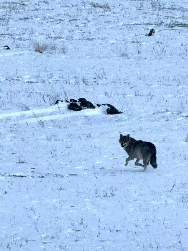 Kars'ta Aç Kalan Kurt Köy Yakınlarında Görüntülendi