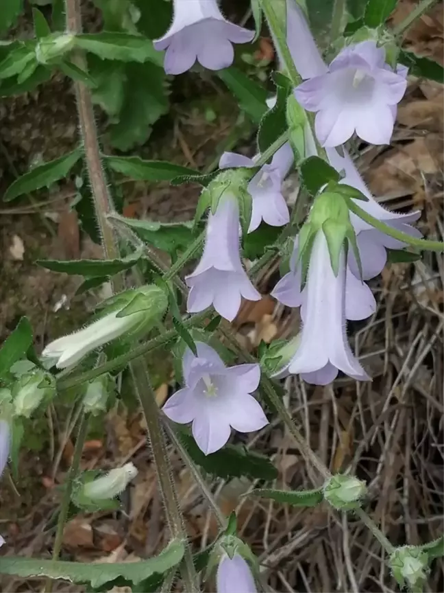 Kuşadası'nda Yeni Bitki Türü Keşfedildi: Campanula X kusadasiensis