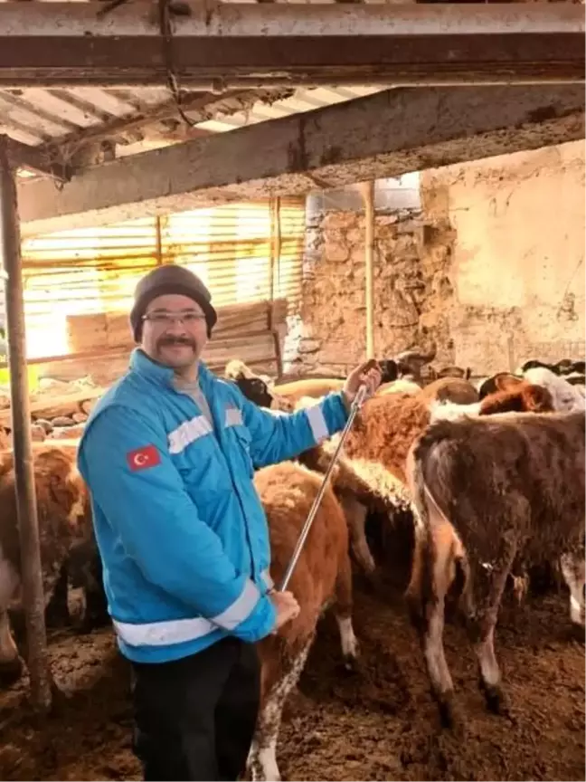 Menteşe'de Büyükbaş Hayvanlara Şap Aşılama Çalışmaları Devam Ediyor