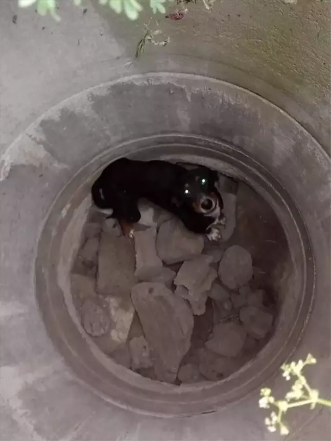 Erzin'de Mahsur Kalan Köpek İtfaiye Ekipleri Tarafından Kurtarıldı