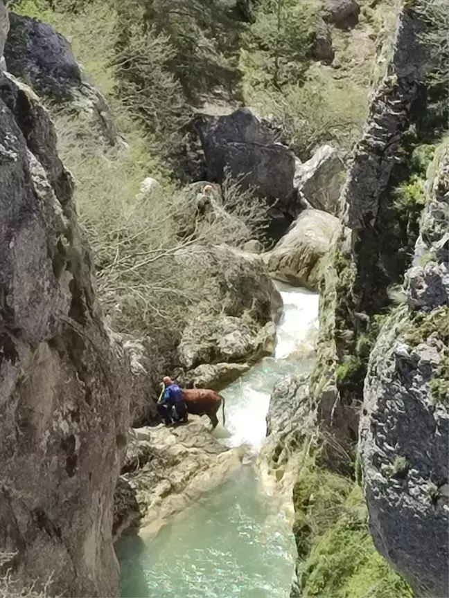 AFAD Ekibi, Mahsur Kalan Büyükbaş Hayvanı Kurtardı