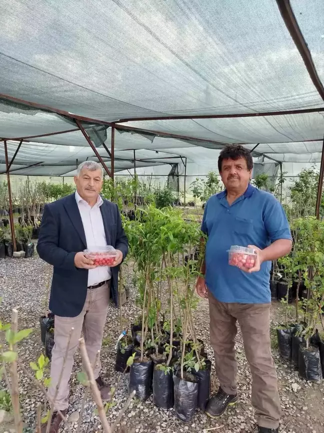 Gazipaşa'da İlk Kiraz Hasadı Yapıldı: Kilosu 1.000 TL