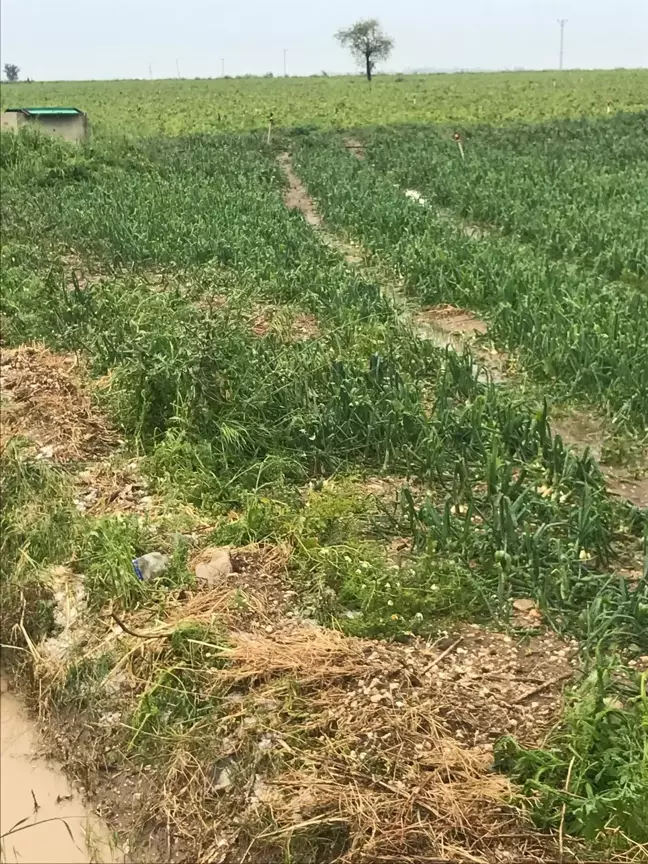 Adana'da Sağanak ve Dolu Tarım Arazilerini Vurdu