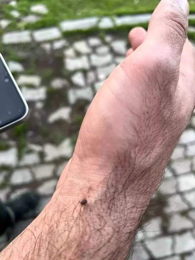 Kars'ta Bahar ile Keneler Yeniden Ortaya Çıktı