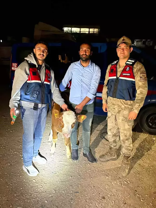 Şanlıurfa'da Çalınan Büyükbaş Hayvanlar Bulundu