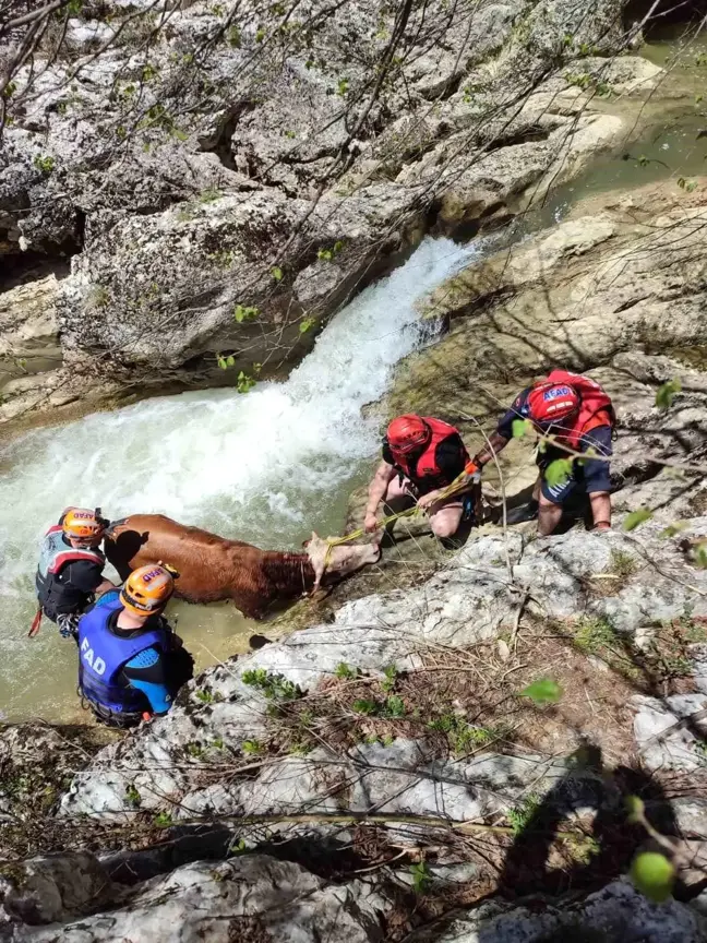 Kastamonu'da Mahsur Kalan Dana AFAD Ekipleri Tarafından Kurtarıldı