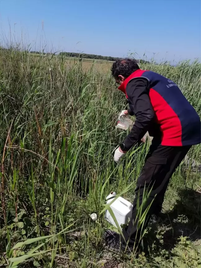 Çanakkale'de Çeltik Ekim Alanlarında Sivrisinek Mücadelesi Başlatıldı