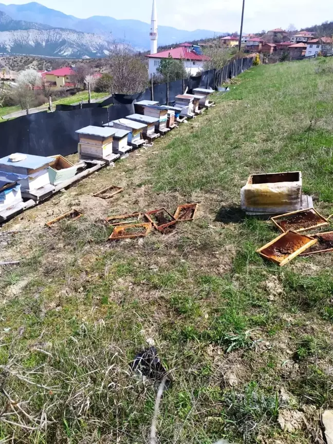 Aç kalan ayılar arı kovanlarını parçaladı