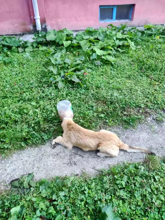 Kastamonu'da başı bidona sıkışan köpek zabıta ekiplerince kurtarıldı