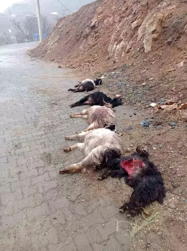 Sokak köpekleri ahırda 15 keçiyi telef etti