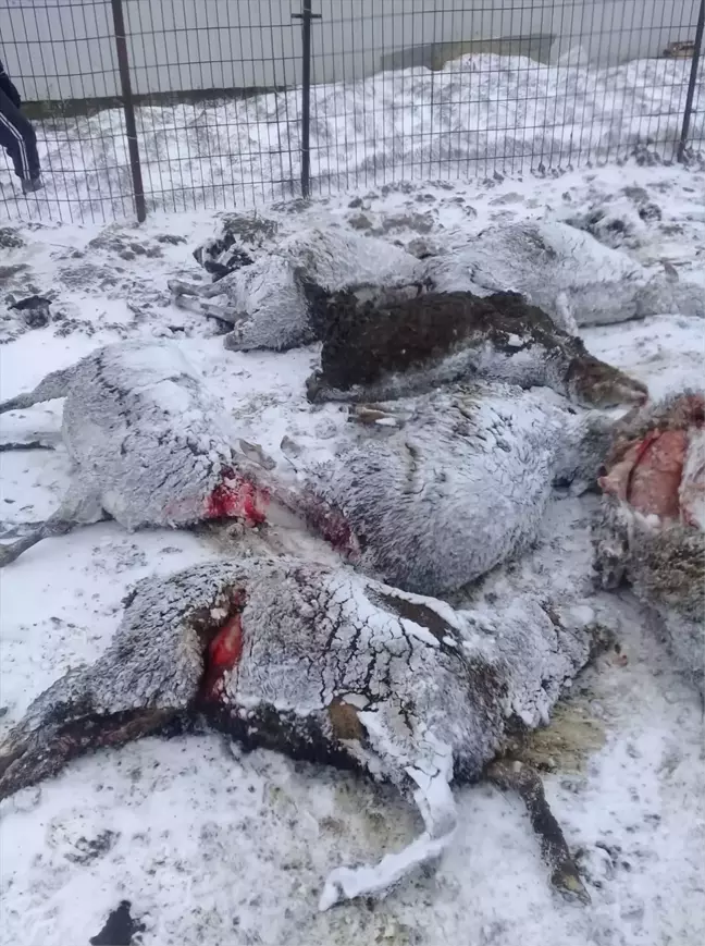 Enez'de Kurtlar Koyunlara Saldırdı
