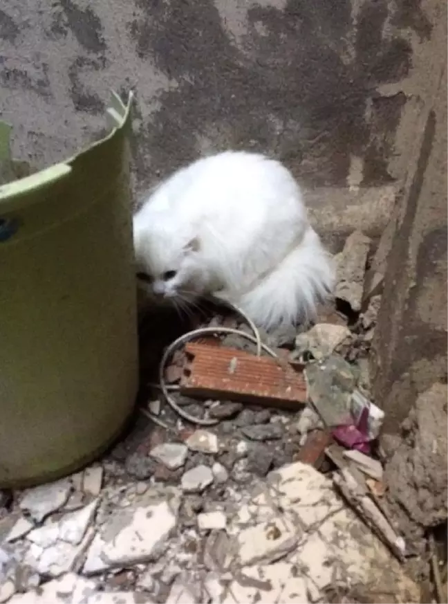 10 Gündür Kayıp Kedi, Apartman Boşluğunda Bulundu
