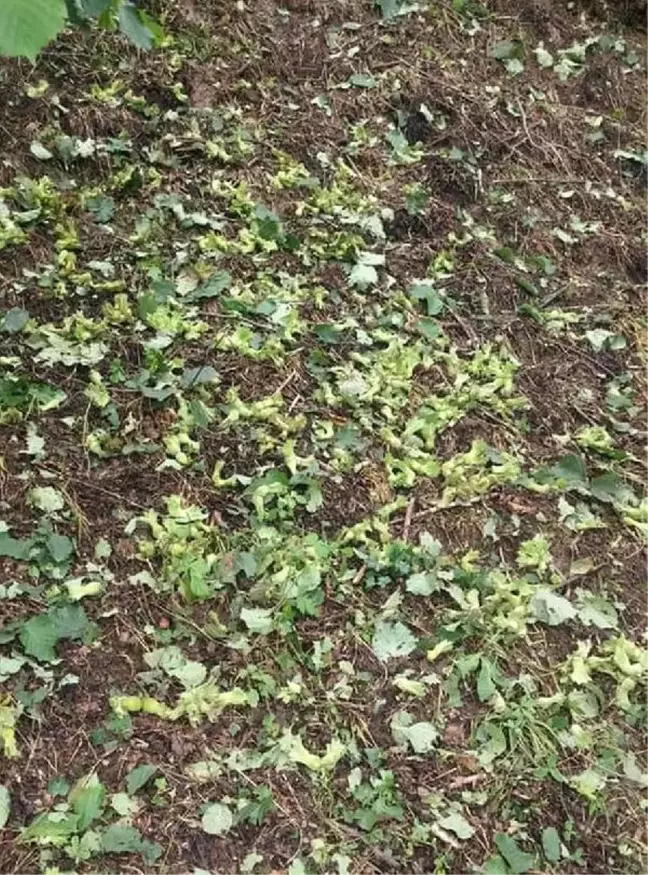 Ordu'da dolu hasarının tespiti sürüyor