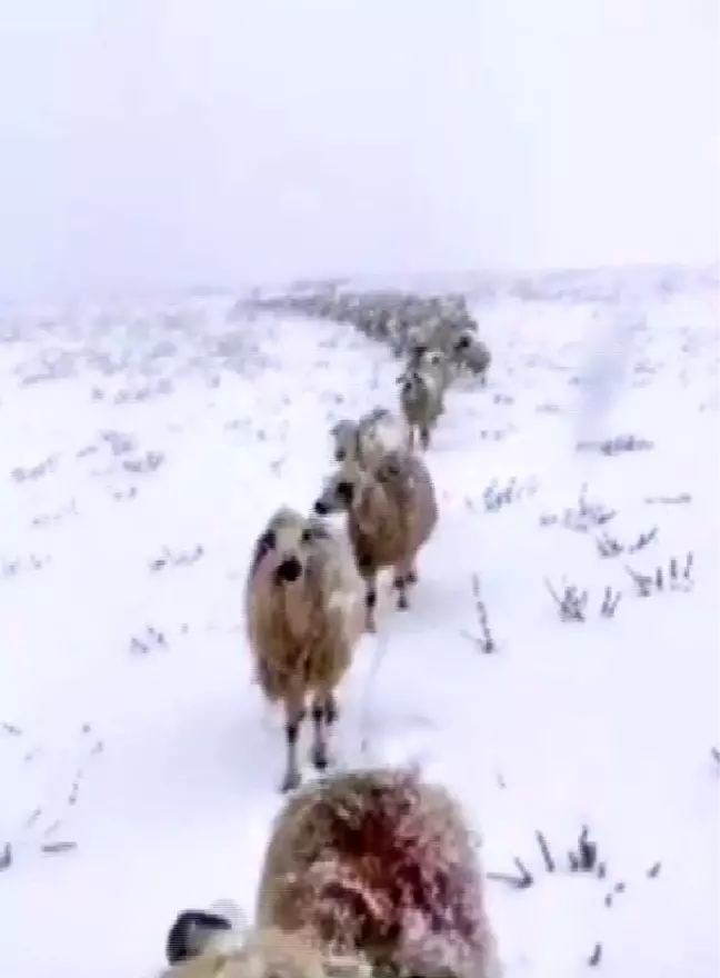 Kar yağışını sosyal medya hesabından canlı yayınla paylaşan vatandaşın takipçileri ile diyaloğu güldürdü