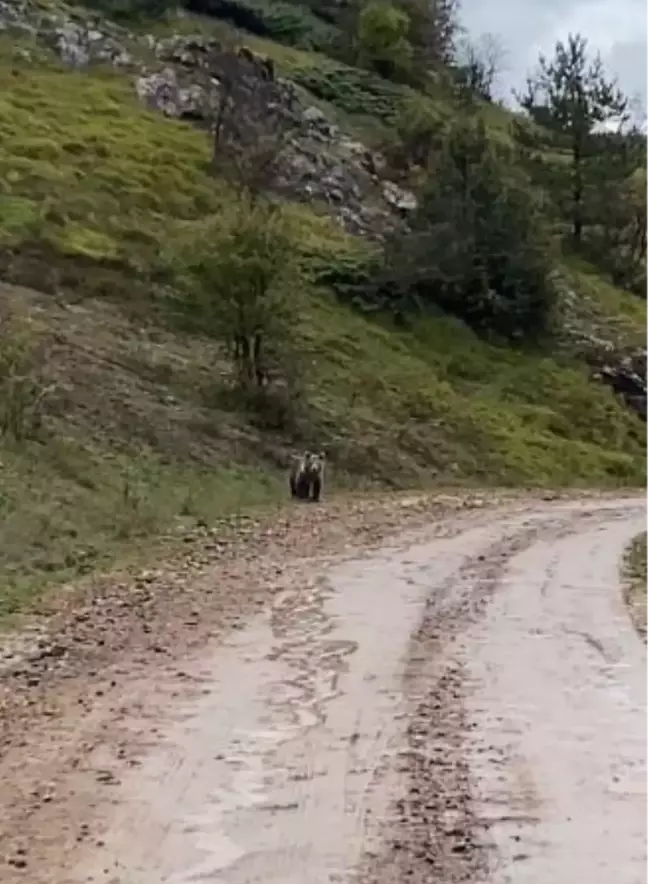 Yolda karşılaştığı ayıya böyle seslendi