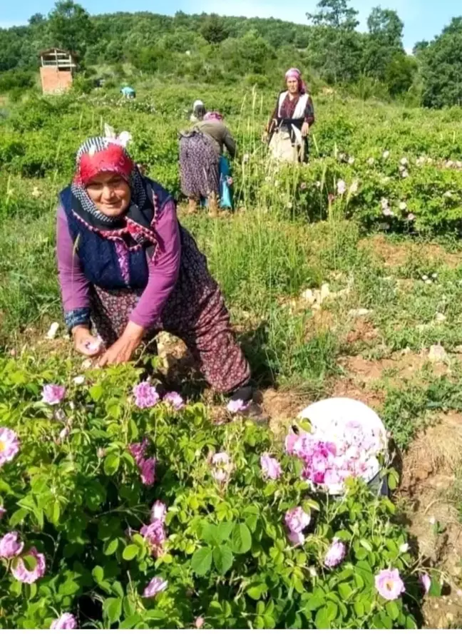 Isparta'da Gül Çiçeği Taban Fiyatı 90 Lira Olarak Belirlendi