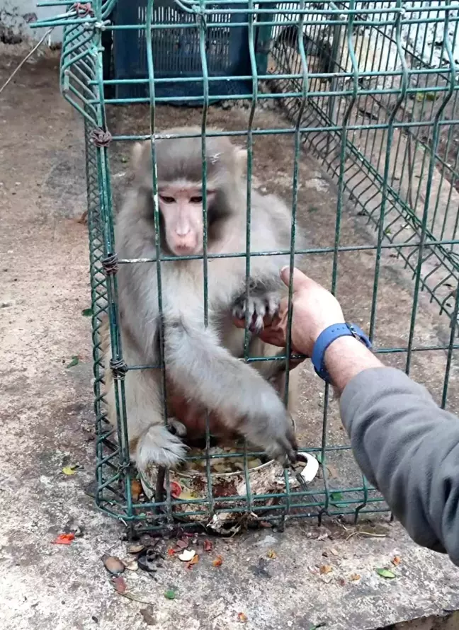 Antalya'da İzinsiz Rhesus Maymunu Ele Geçirildi