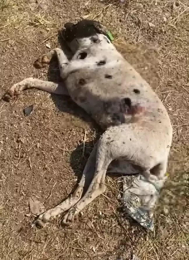 Ayvacık'ta silahlı saldırıya uğrayan sokak köpekleri